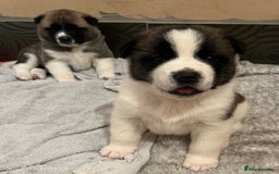 Akita dogs for sale:  Pure Bear-faced American Akita puppies - Image 17