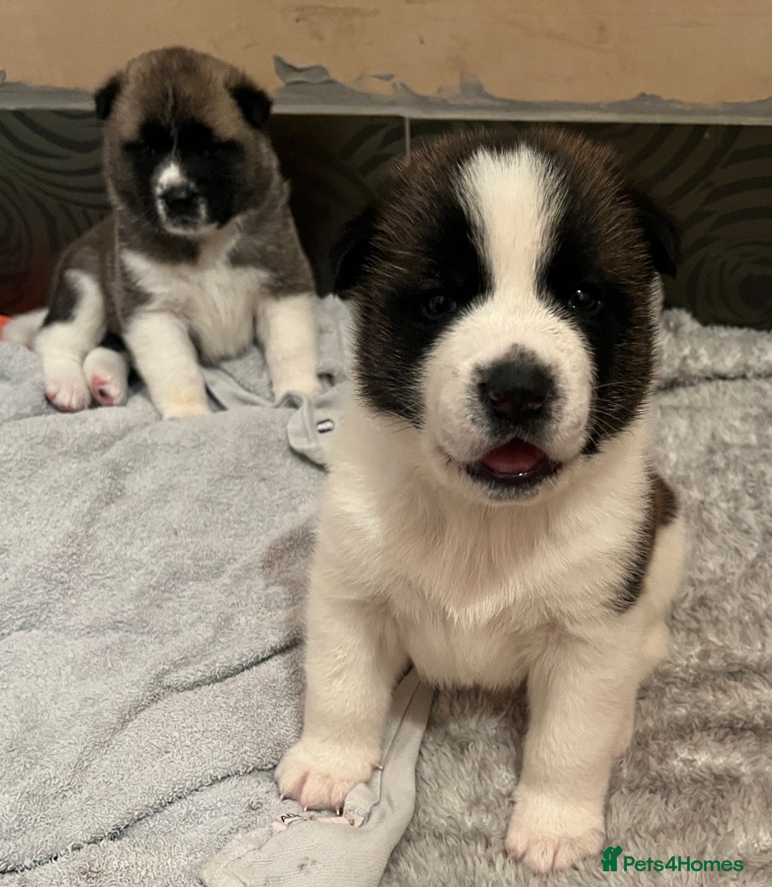 Akita dogs for sale:  Pure Bear-faced American Akita puppies - Image 17