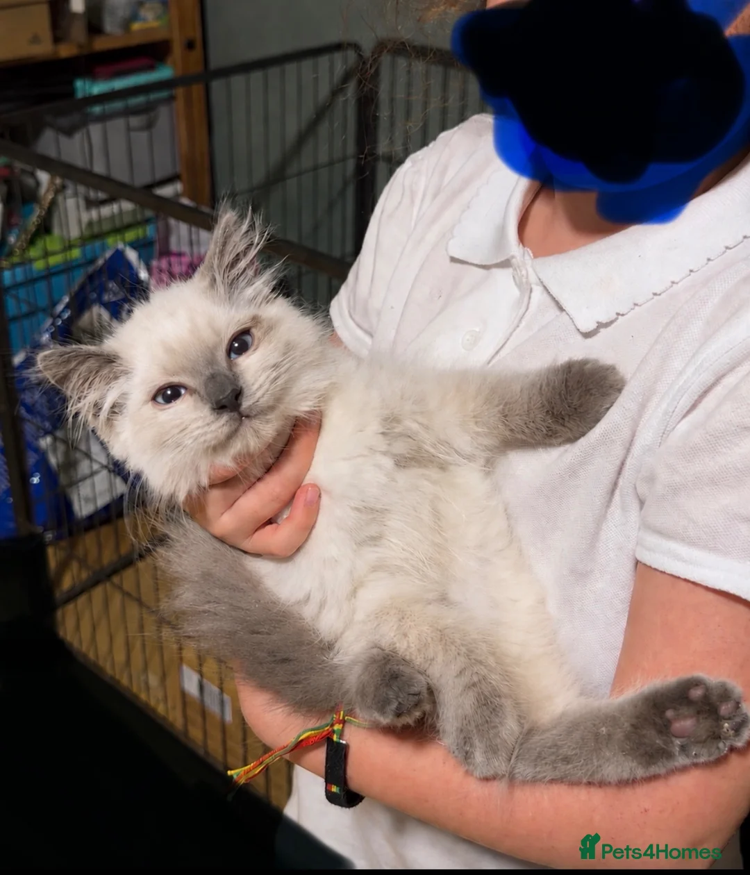 Ragdoll cats for sale: Ragdoll X British Shorthair READY NOW - Advert 1