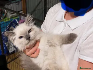 Ragdoll cats Ragdoll X British Shorthair READY NOW - Advert 1