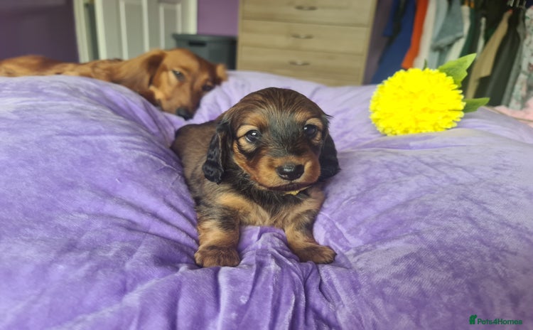 Dachshund dogs - Advert 2