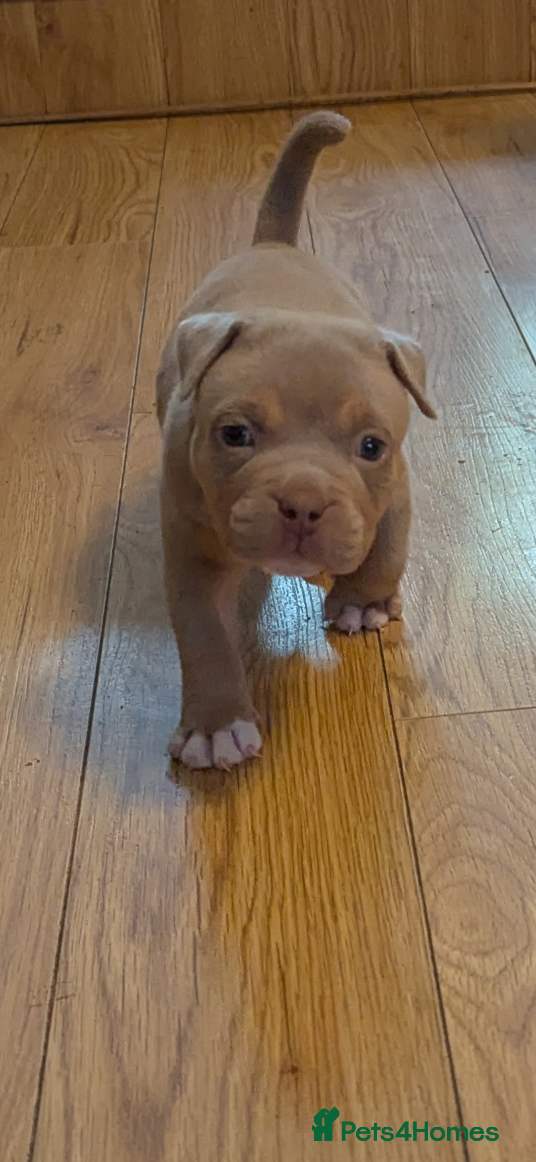 American Bully dogs Cowboyline pocket bullies (taking deposits) - Advert 2