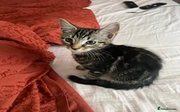 British Shorthair cats for sale: Playful kittens ready for loving homes - Image 15