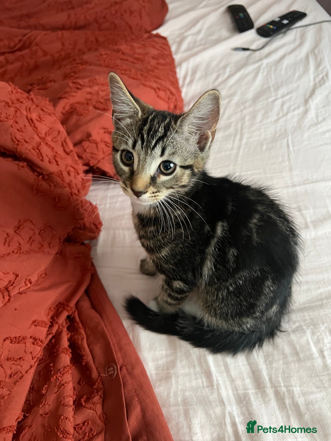 British Shorthair cats for sale: Playful kittens ready for loving homes - Image 15