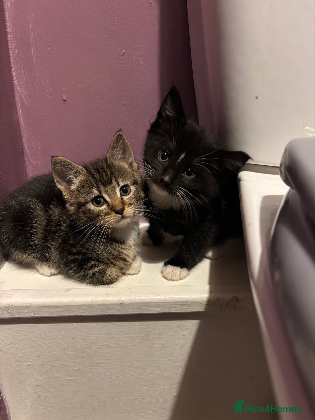 British Shorthair cats for sale: 3 kittens Available as of today 21/09/2025 - Image 2