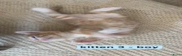 Mixed Breed cats for sale: Bengal - Maincoon mix - Advert 19