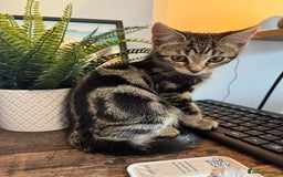 Mixed Breed cats for sale: 12 weeks Tabby/maine coon kitten  in Derby - Image 1