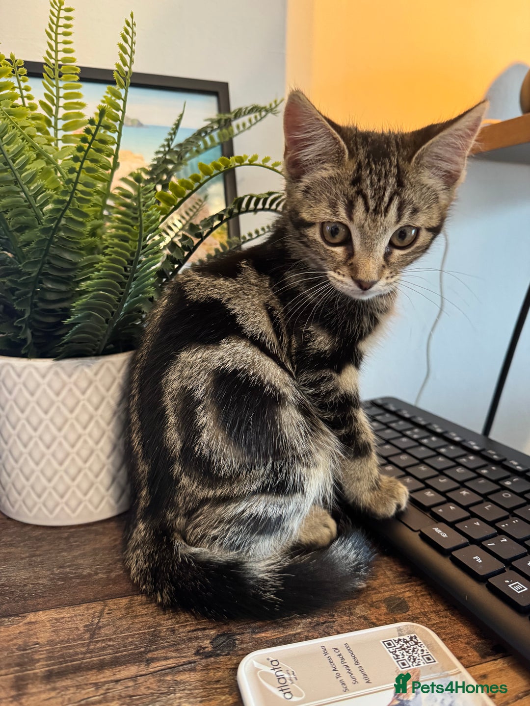 Mixed Breed cats for sale: 12 weeks Tabby/maine coon kitten  in Derby - Image 1