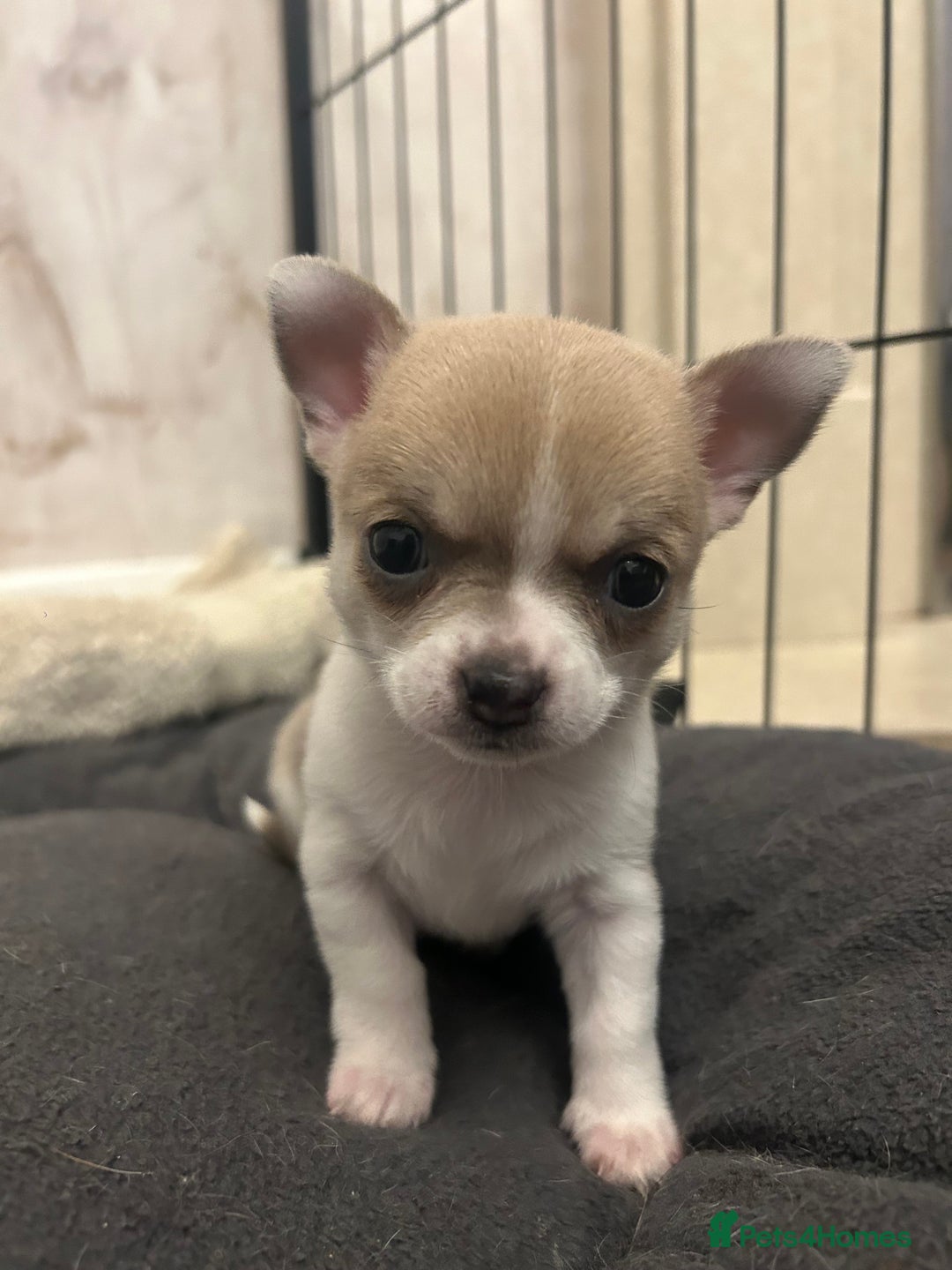 Chihuahua dogs for sale: smooth coat chihuahuas. Only the little boy left  - Advert 31