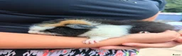 Guinea Pig rodents for sale: Beautiful Guinea Pigs available  - Advert 2