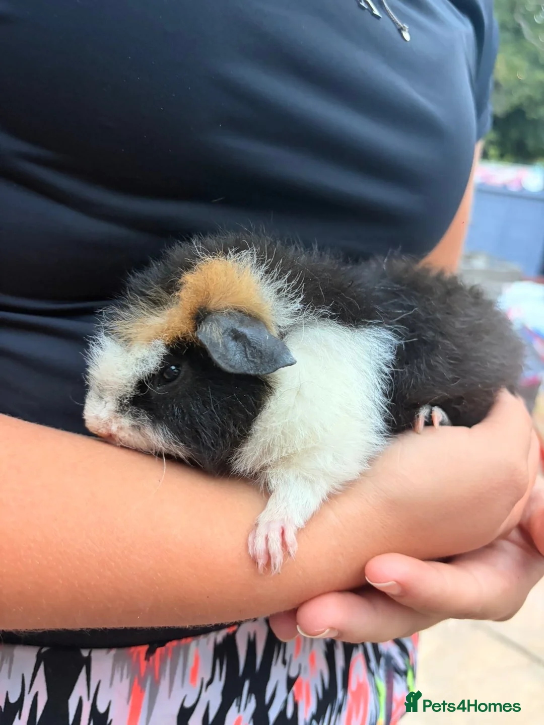 Guinea Pig rodents for sale: Beautiful Guinea Pigs available  - Advert 2