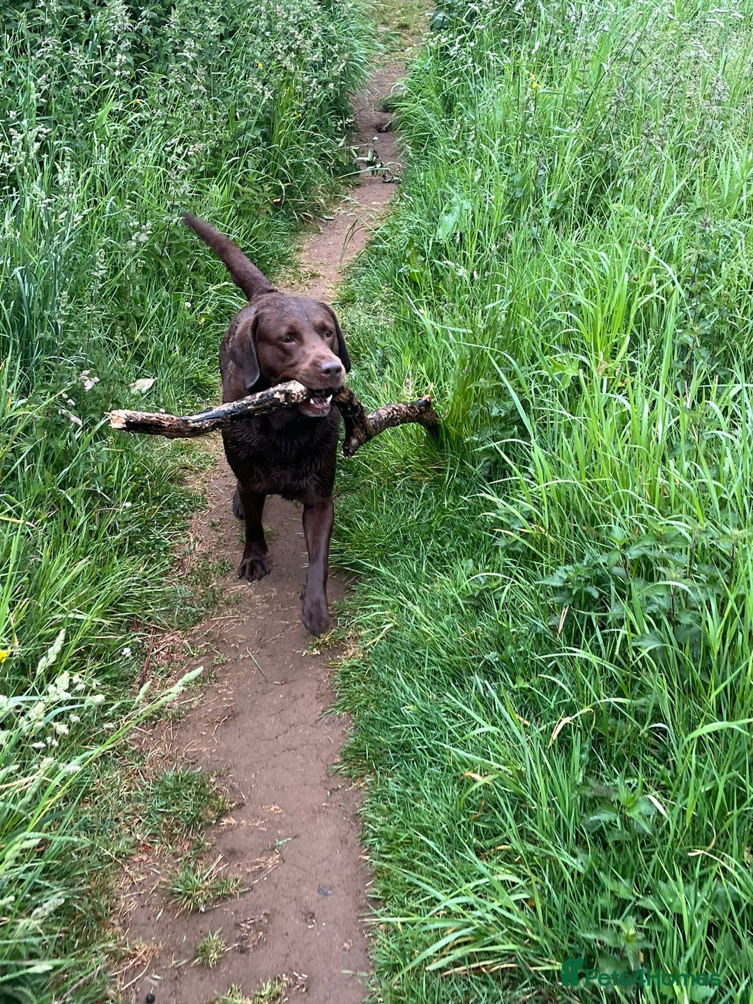 Labrador Retriever dogs for stud: Chocolate Labrador Stud - Advert 13