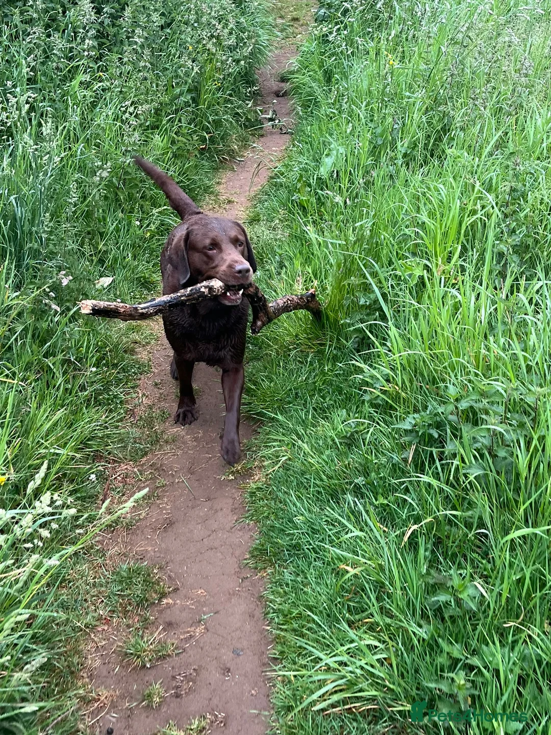 Labrador Retriever dogs for stud: Chocolate Labrador Stud - Advert 11