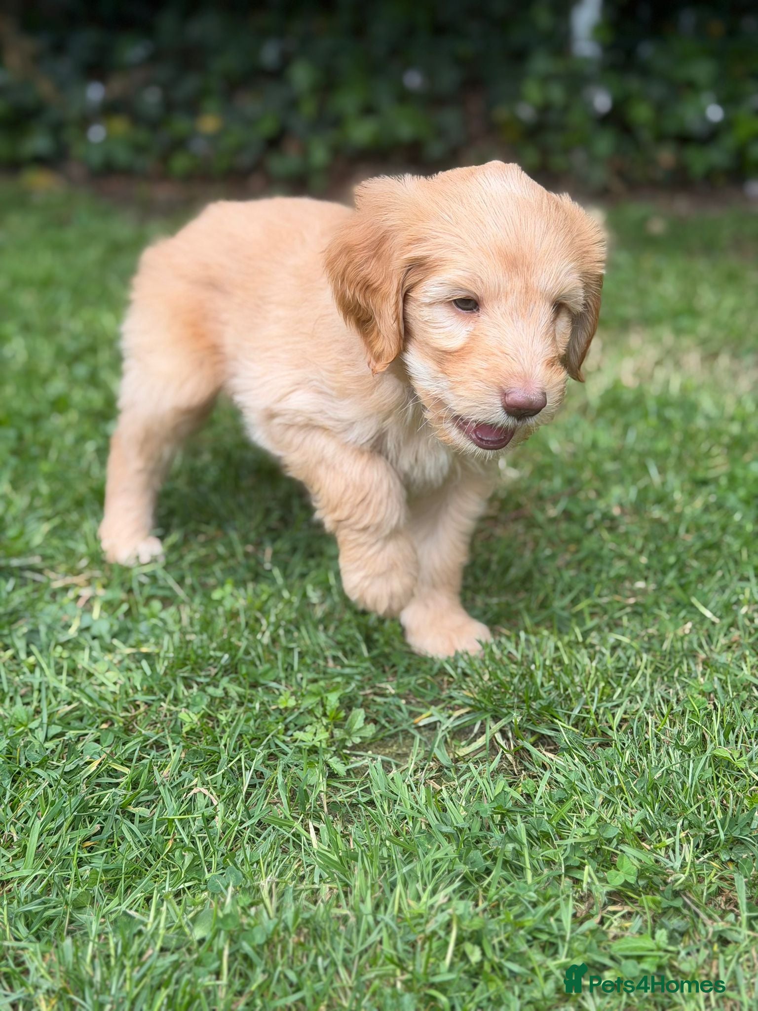 Mixed Breed dogs for sale: Adorable Australian fleece/wool Labradoodles - Advert 30