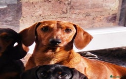 Miniature Dachshund dogs for stud: MINIATURE DACHSHUND -Crufts qual & champion lines in Atherstone - Image 4