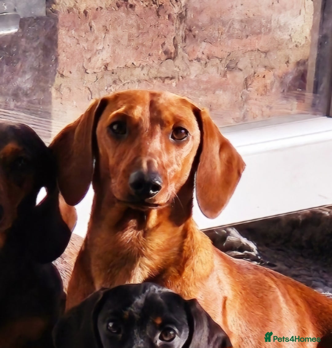 Miniature Dachshund dogs for stud: MINIATURE DACHSHUND -Crufts qual & champion lines in Atherstone - Image 4