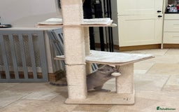 British Shorthair cats for sale: READY NOW - Lilac, BiColours & Colourpoint  - Image 21