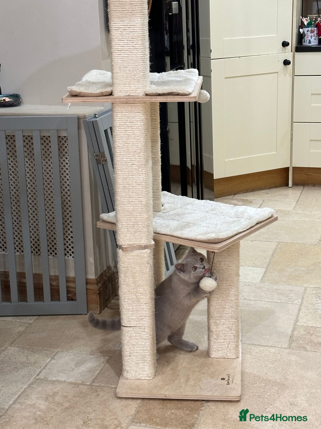British Shorthair cats for sale: READY NOW - Lilac, BiColours & Colourpoint  - Image 21