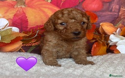 Cockapoo dogs for sale: GORGEOUS F1B COCKAPOOS 🧬 Tested Parents  - Image 6