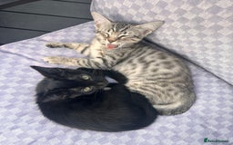 Savannah cats for sale: African bloodline, savanna kittens - Image 4