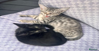 Savannah cats - Advert 1