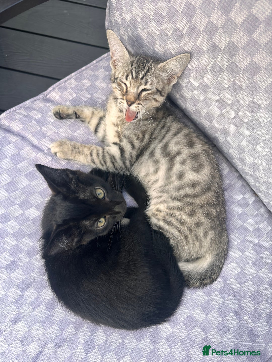 Savannah cats for sale: African bloodline, savanna kittens - Image 4