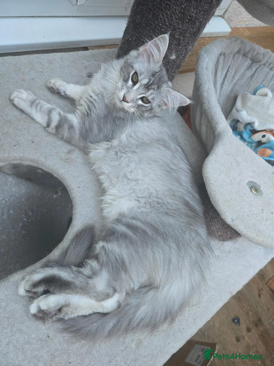 Maine Coon cats for sale: Blue High Silver Female Maine Coon Kitten STUNNING - Advert 2