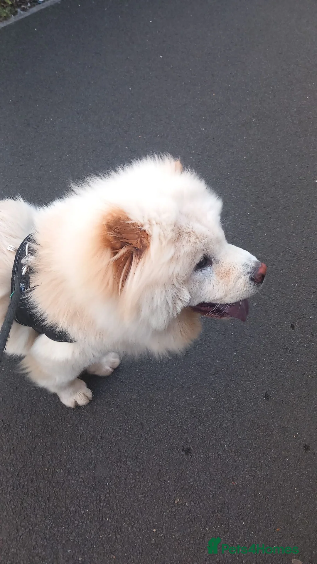 Chow Chow dogs for sale: White chow chow in Pontypool - Advert 1