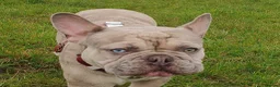 French Bulldog dogs for stud: Two different colour eye Lilac Fawn Cream Merle in St Albans - Advert 2