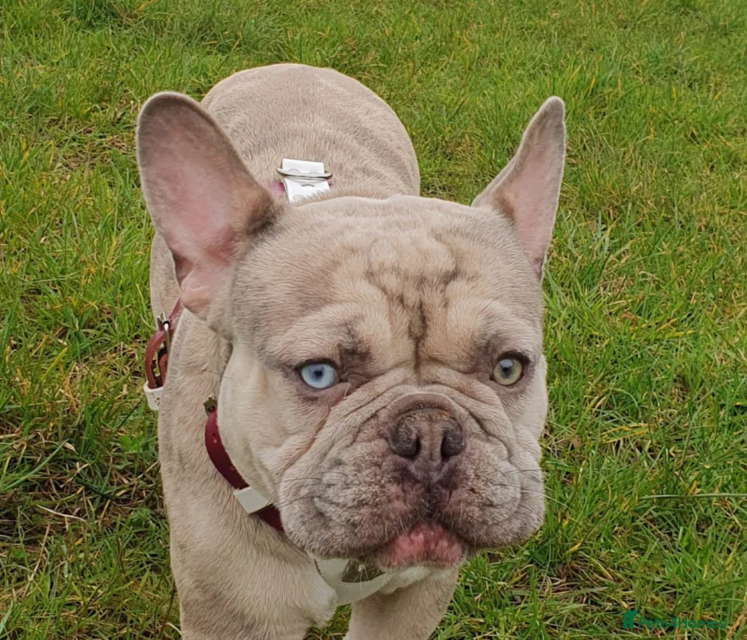 French Bulldog dogs for stud: Two different colour eye Lilac Fawn Cream Merle in St Albans - Advert 2