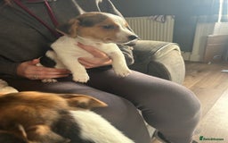 Jack Russell dogs for sale: Jack Russell pups  - Image 10