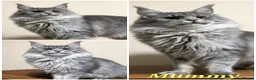 Maine Coon cats for sale: ✅✅❤️Show Quality Registered Maine Coon Kittens❤️✅✅ - Advert 8