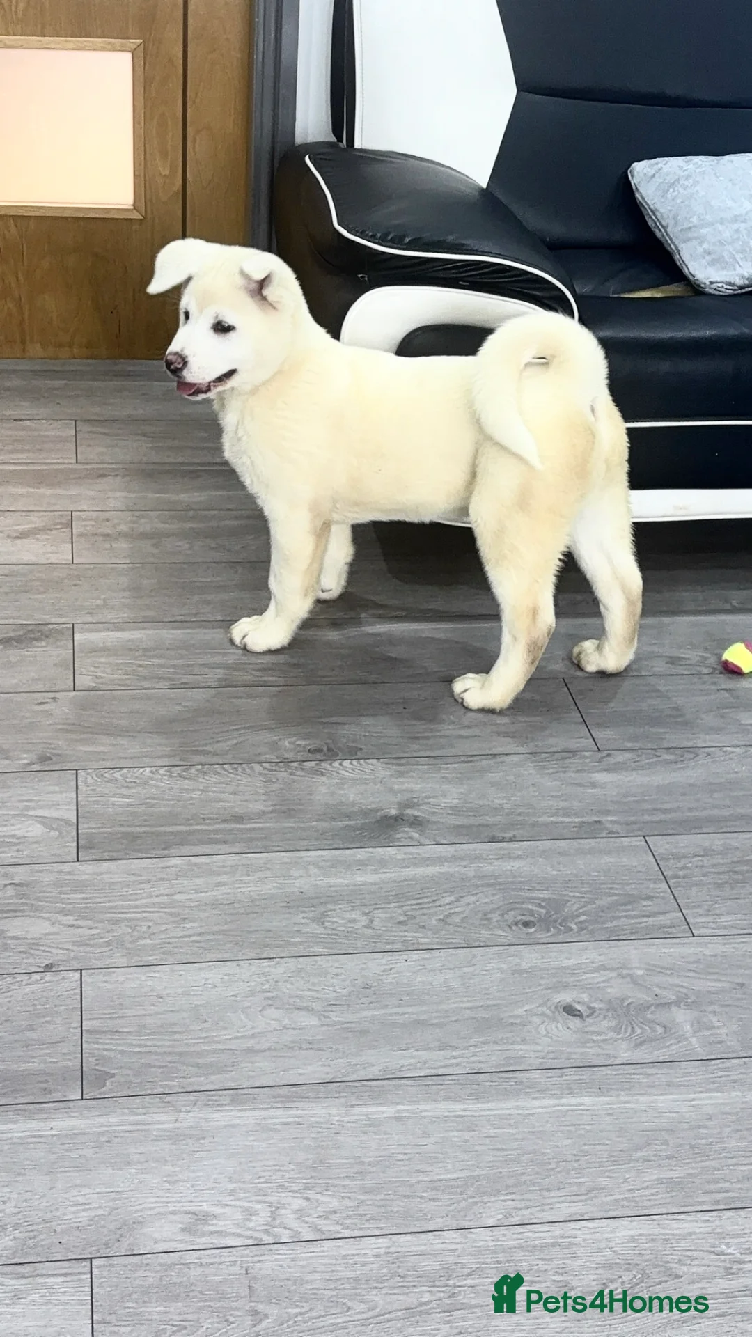 Japanese Akita Inu dogs for sale: Japanese Akita Inu - Advert 15