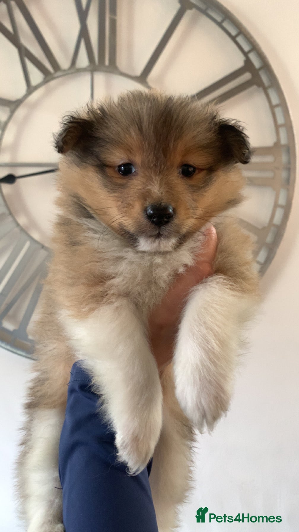 Shetland Sheepdog dogs KC REGISTERED LITTER OF SHETLAND SHEEPDOG PUPPIES  - Advert 3