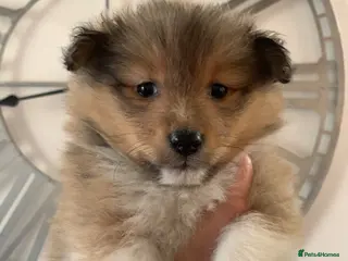 Shetland Sheepdog dogs KC REGISTERED LITTER OF SHETLAND SHEEPDOG PUPPIES - Advert 3