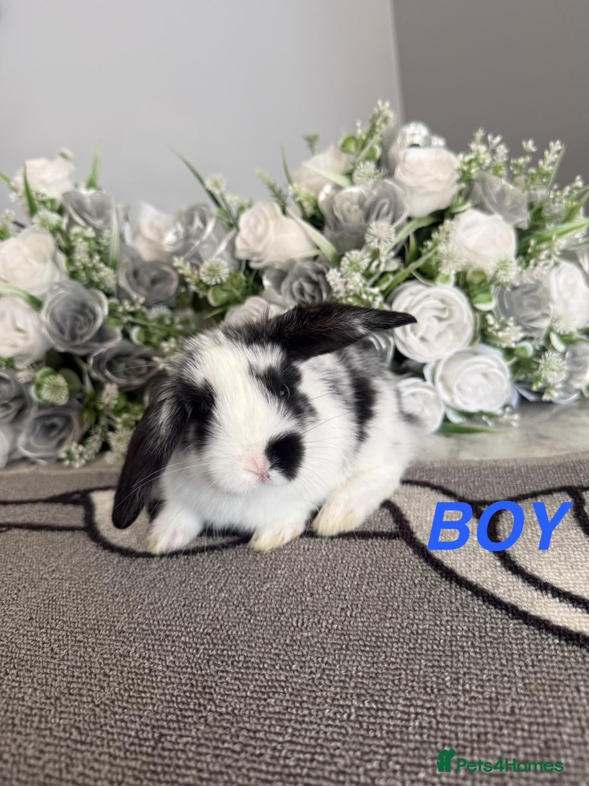 Mini Lop rabbits 4 adorable bunnies for sale  - Advert 1