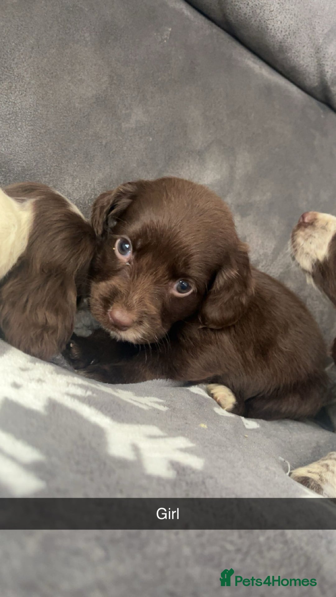 Cocker Spaniel dogs for sale: Cocker Spaniel Puppy’s  - Image 32