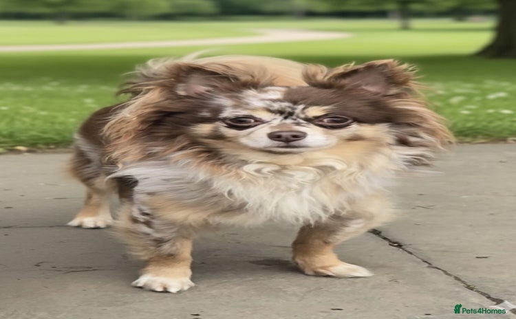 Chihuahua dogs in Nottingham - Advert 6