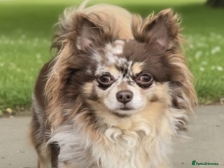 Chihuahua dogs in Nottingham - Advert 10