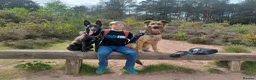 Mixed Breed dogs for sale: Maisie  in Stoke-on-Trent - Advert 5
