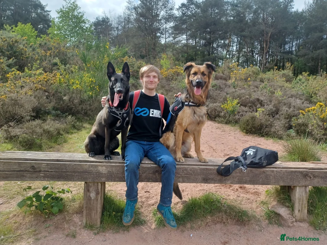 Mixed Breed dogs for sale: Maisie  in Stoke-on-Trent - Advert 5