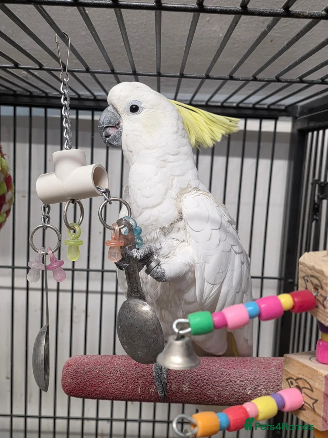 Cockatoo birds for sale: Sulphur crested cockatoo  - Advert 1