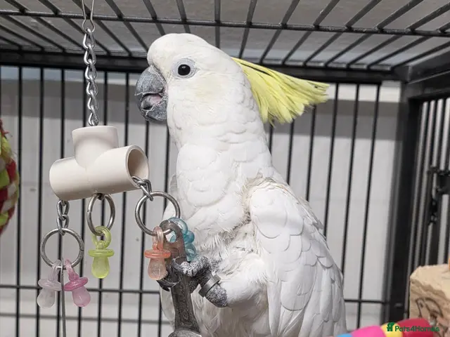 Cockatoo birds for sale: Sulphur crested cockatoo - Advert 1