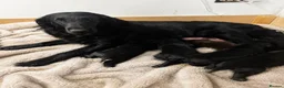 Flat coated Retriever dogs for sale: KC Reg Flat Coated Puppy - Advert 1