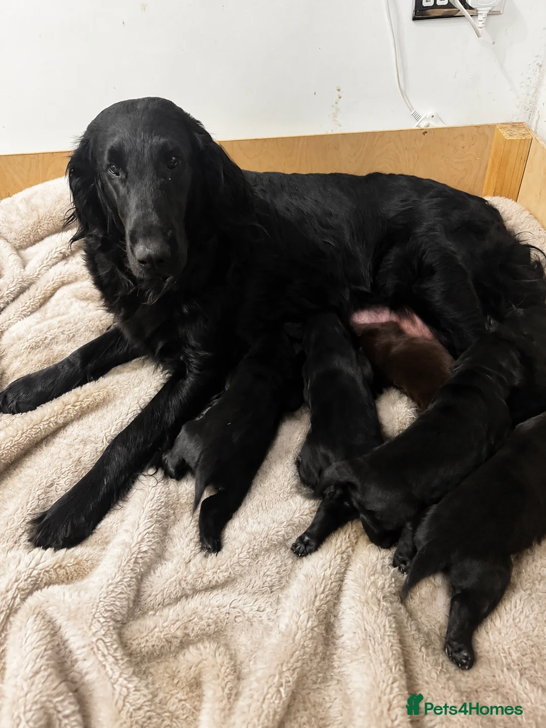 Flat coated Retriever dogs for sale: KC Reg Flat Coated Puppy - Advert 1