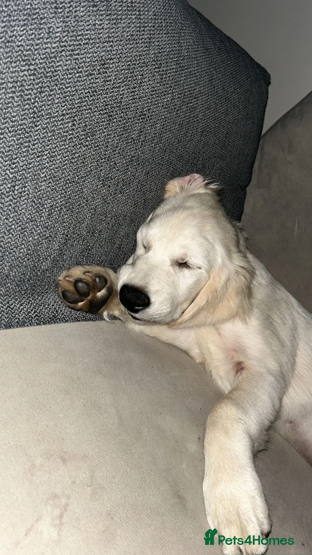 Golden Retriever dogs for sale: 6 month old, Male golden retriever  - Advert 14