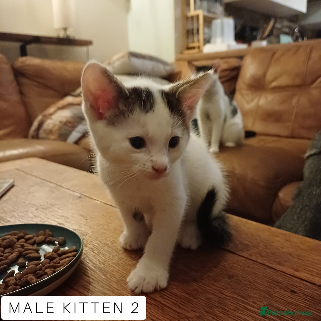 Domestic Shorthair cats for sale: 1 YO Male Free & 2x Male Kittens Available. - Image 10