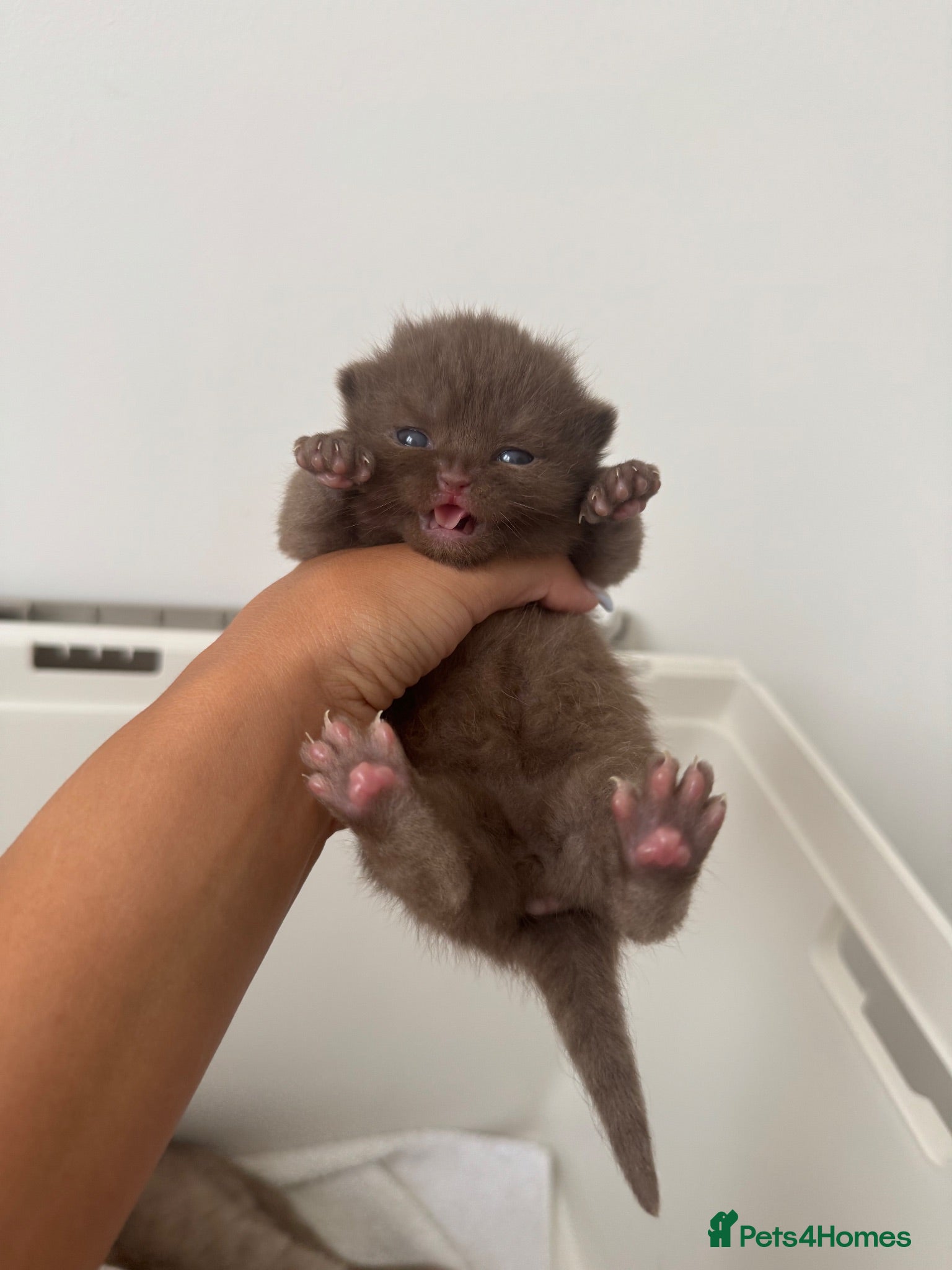 British Shorthair cats 🍫Beautiful Chocolate British Shorthair Kittens🍫 - Advert 1