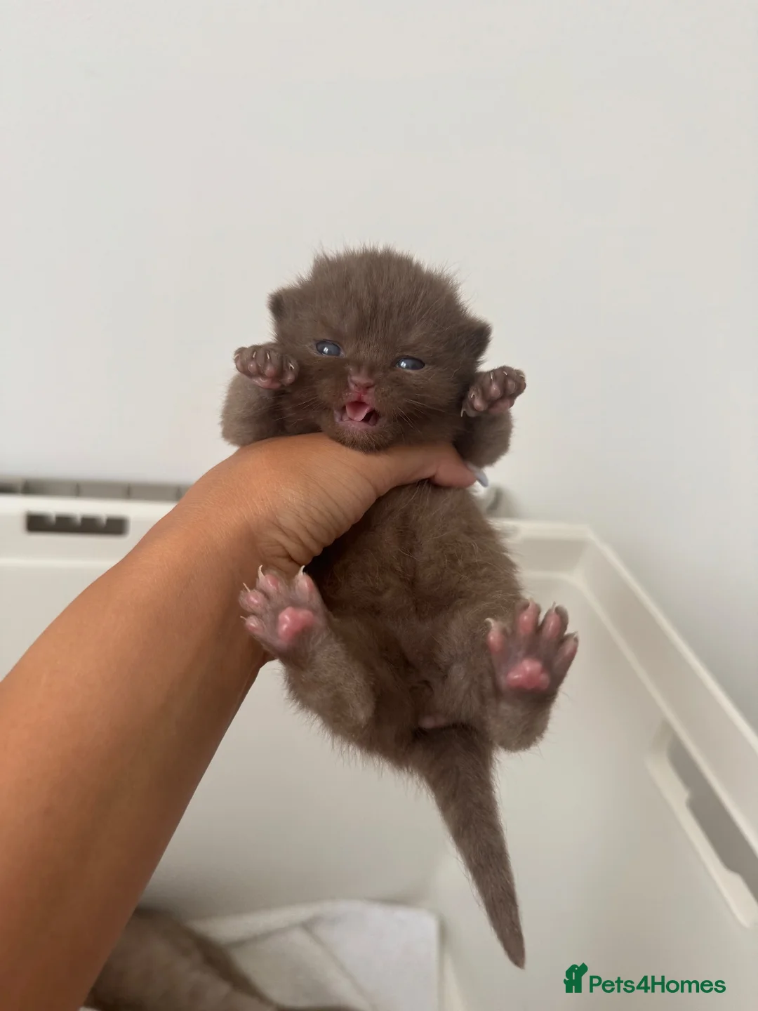 British Shorthair cats for sale: 🍫Beautiful Chocolate British Shorthair Kittens🍫 in Watford - Advert 1