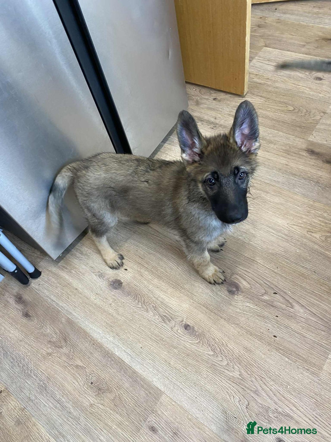 German Shepherd dogs for sale: German Shepherd puppies  - Image 4
